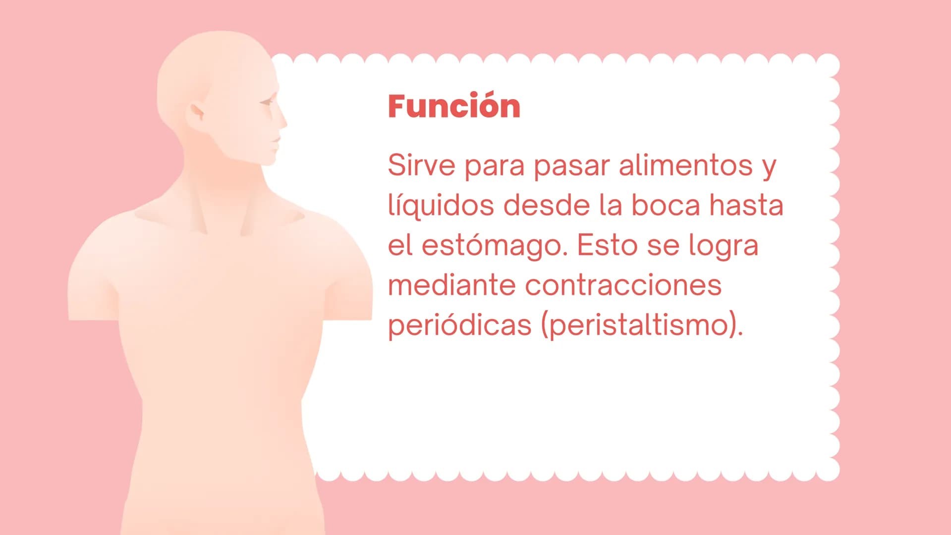 + ESÓFAGO El esófago es el tubo muscular
hueco que transporta alimentos y
líquidos desde la garganta hasta
el estómago. La longitud suele
ro