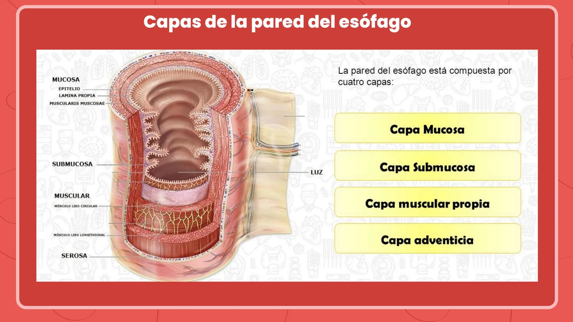 + ESÓFAGO El esófago es el tubo muscular
hueco que transporta alimentos y
líquidos desde la garganta hasta
el estómago. La longitud suele
ro