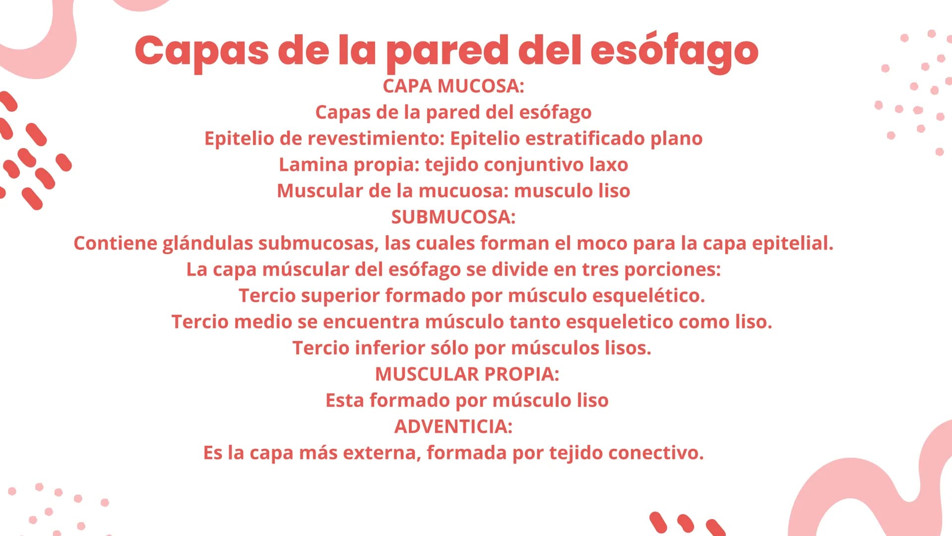 + ESÓFAGO El esófago es el tubo muscular
hueco que transporta alimentos y
líquidos desde la garganta hasta
el estómago. La longitud suele
ro
