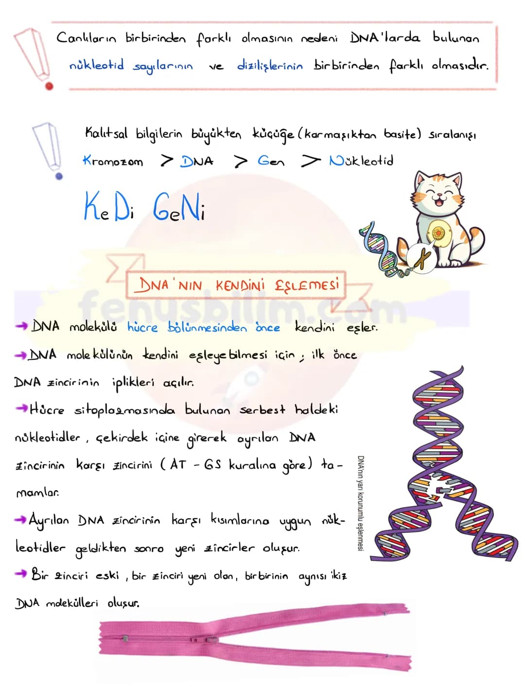 DNA
DNA VE GENETIK KOD
Nükleotid
Gen
DNA
Kromozom
Hücre
Çekirdek
Canlıların kalitsal özelliklerinin nesilden nesile
aktarılmasını sa
