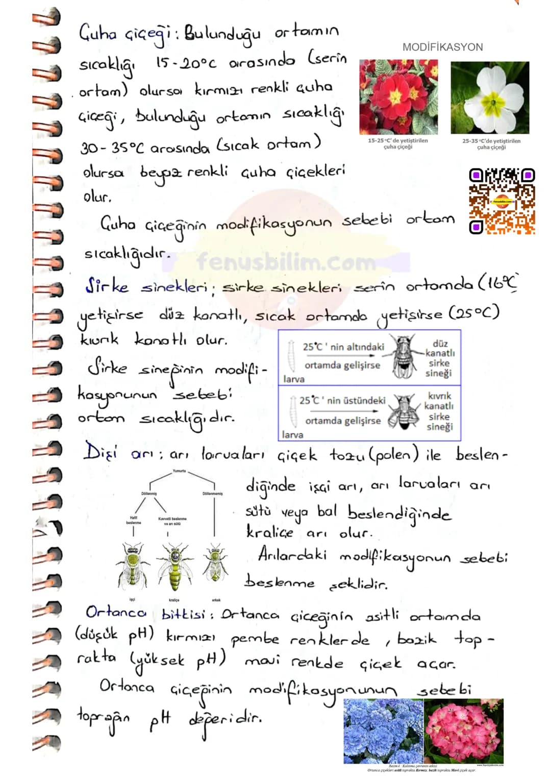 # MUTASYON
DNA'nın kendini eşlemesi sırasında oluşan hatalı
eşleşmeler ya da eşlenmeme gibi durumlarda genlerde
değişmeler meydono gelir.
D