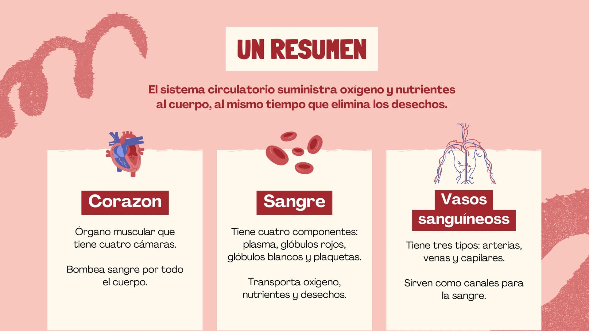 SISTEMA
CIRCULATORIO
CORAZÓN
El papel del corazón, la sangre
y los vasos sanguíneos. EL CORAZON
Funciona como una bomba para
mover la sang