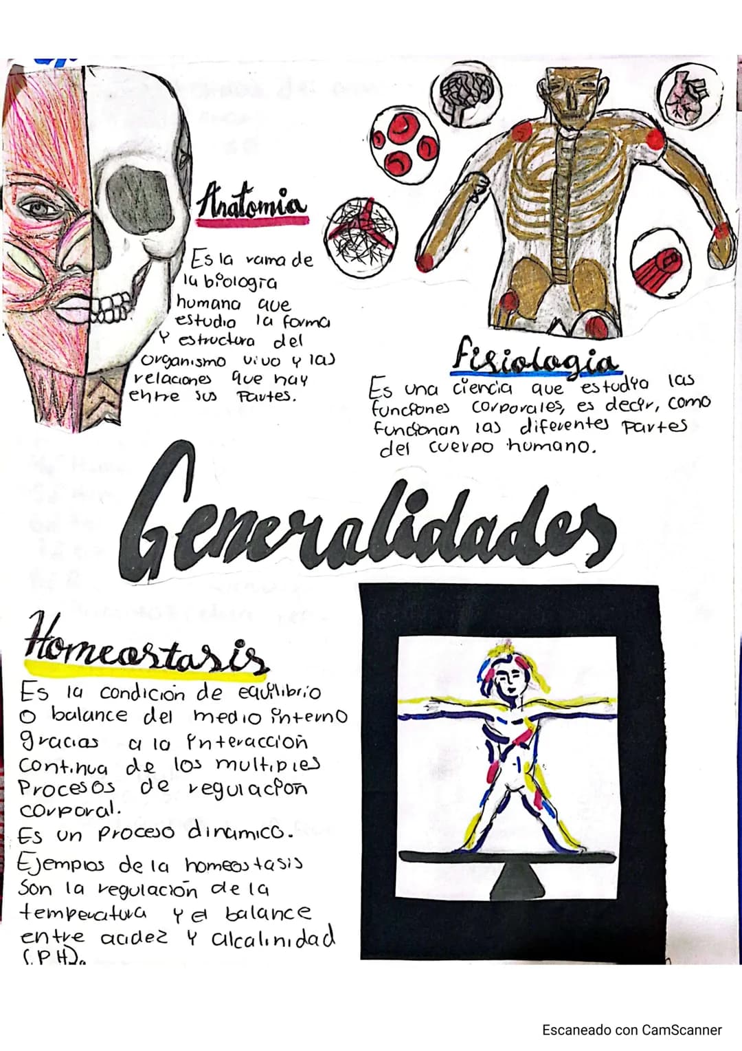 Anatomia
Es la vama de
la biologia
humana ave
estudio la forma
Y estructura del
Organismo vivo y las
relaciones que hay
entre sus Partes.
F