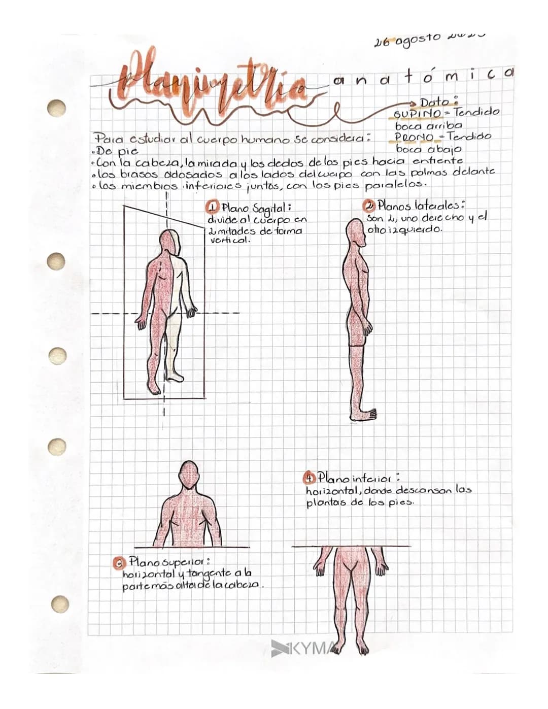 Planimetria
26 agosto
anatómica
Para estudiar al cuerpo humano se considera
De pic
→
Doto
SUPINO
=
Tendido
boca arriba
PRONO-Tendido
boca