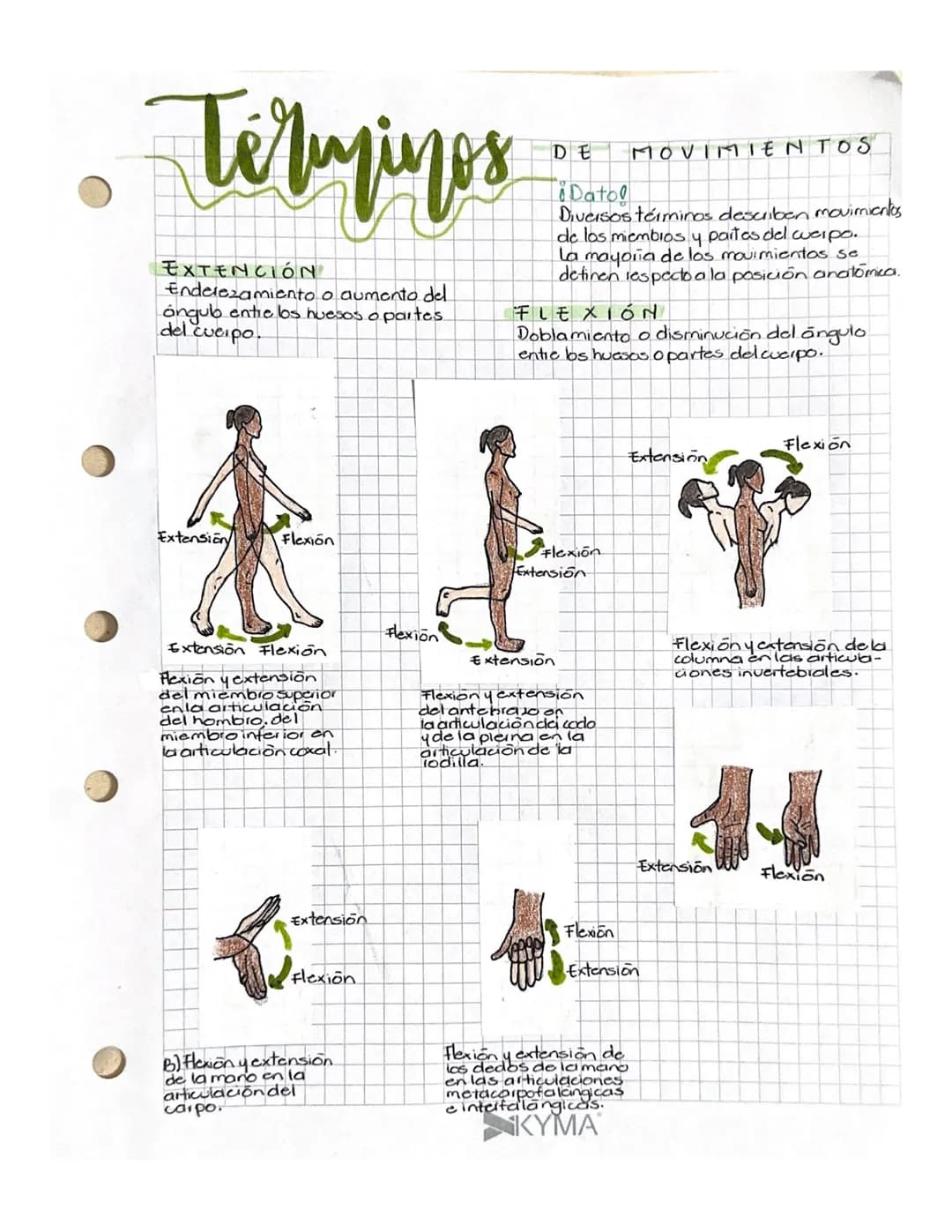 # Términos
EXTENCIÓN
Enderezamiento o aumento del
angulb entre los huesos o partes.
del cuerpo.
DE MOVIMIENTOS
¡Dato!
Diversos términos d