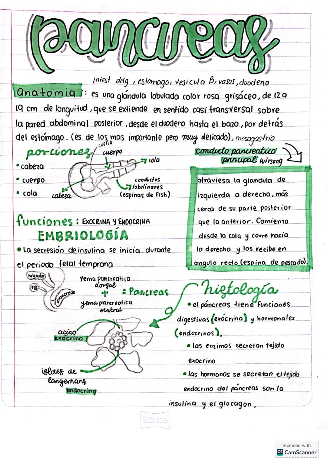 # pancreas
intest delg, estomago, vesicula B, vasos, duodeno
anatomia: es una glándula lobulada color rosa grisáceo, de 12 a
19 cm de long