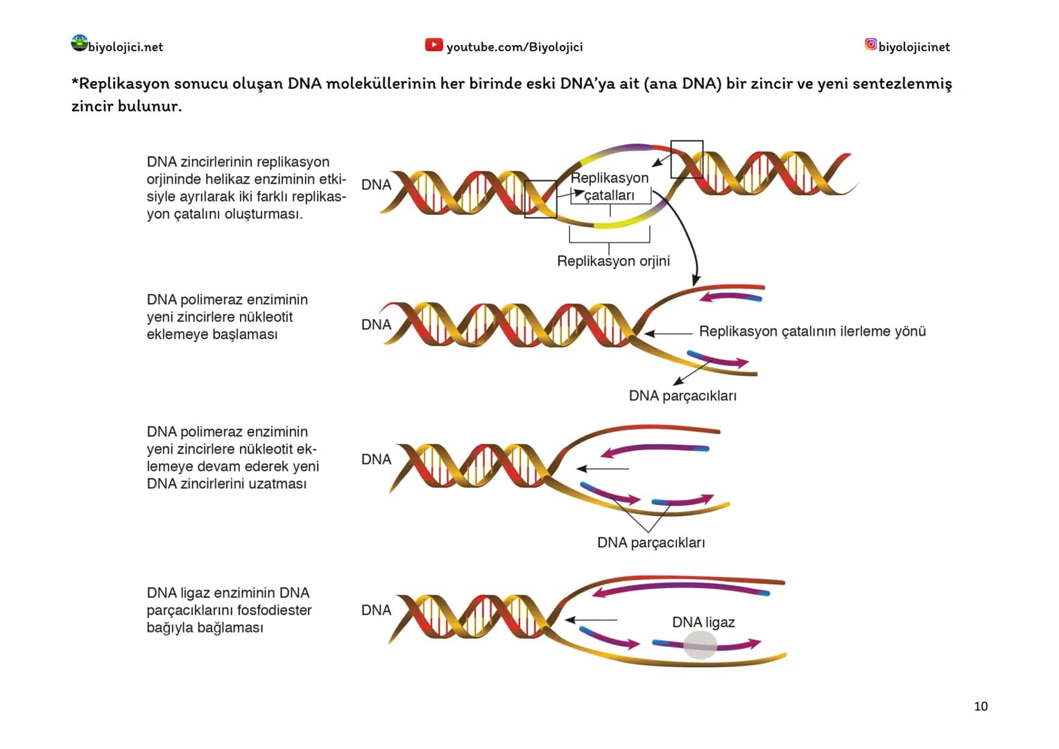 biyolojici.net
youtube.com/Biyolojici
biyolojicinet
HÜCREDEKİ GENETİK MATERYALİN ORGANİZASYONU
*Hücrelerde DNA, kromozom olarak adlandırıl