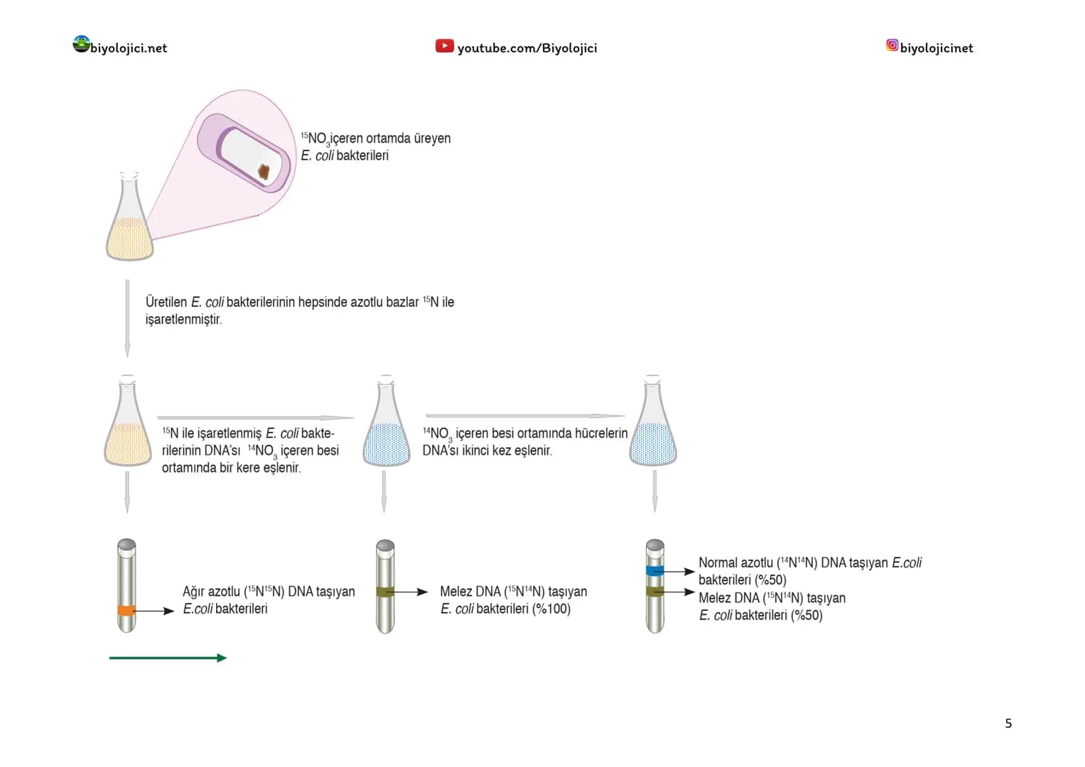 biyolojici.net
youtube.com/Biyolojici
biyolojicinet
HÜCREDEKİ GENETİK MATERYALİN ORGANİZASYONU
*Hücrelerde DNA, kromozom olarak adlandırıl