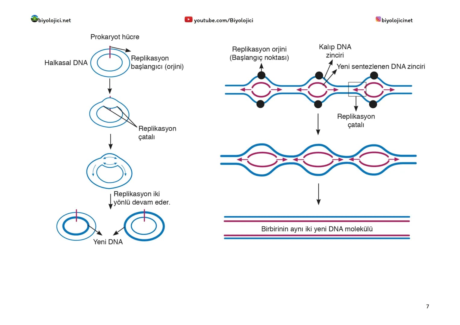 biyolojici.net
youtube.com/Biyolojici
biyolojicinet
HÜCREDEKİ GENETİK MATERYALİN ORGANİZASYONU
*Hücrelerde DNA, kromozom olarak adlandırıl
