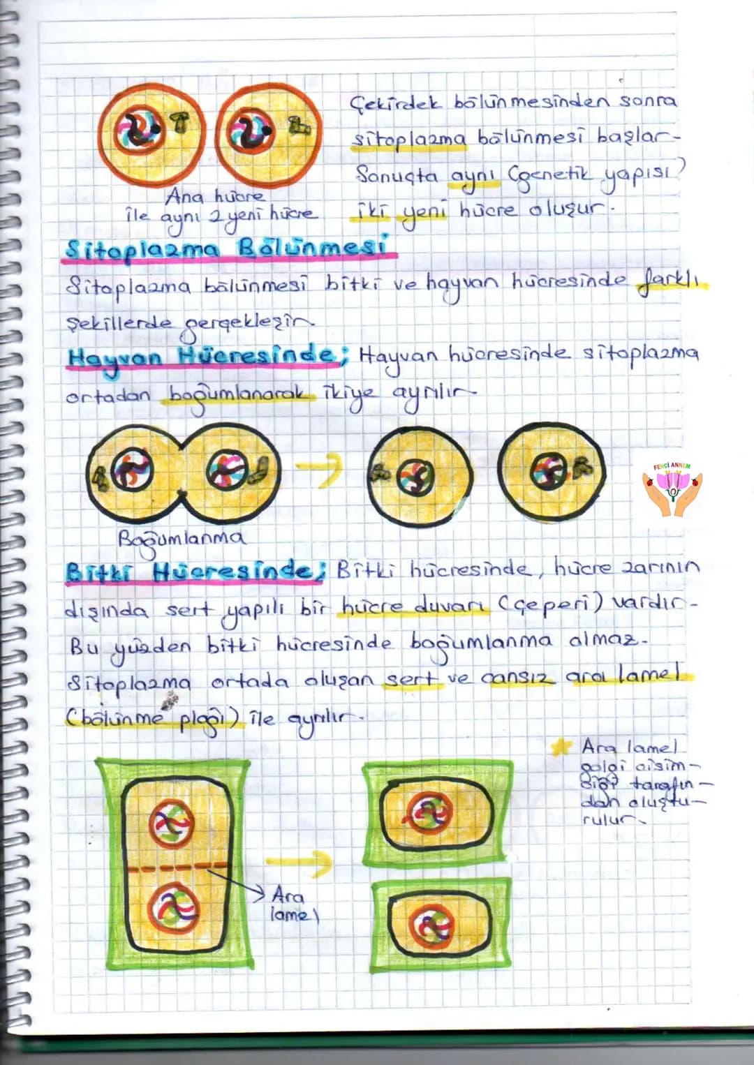 FENCI ANNEM
# HÜCRE BÖLÜNMESİ,
Canlılar huerelerden oluşmuşlardır - Hücre belirli
bir büyüklûçe erişince çekirdek hücreyi yönetmek -
te z
