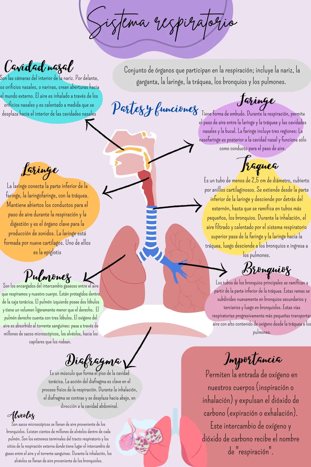 # Sistema respiratoria
Cavidad nasal
Son las cámaras del interior de la nariz. Por delante,
os orificios nasales, o narinas, crean abertur