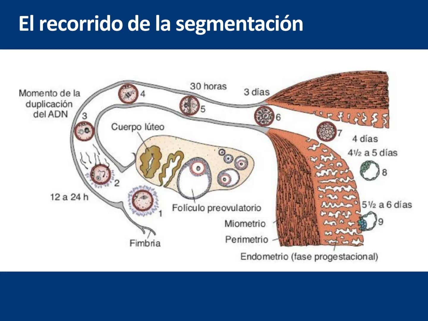 UNIVERSIDAD WESTHILL
VESTIGIA NULLA RETRORSUM
Embriología Humana I
Dr. Alejandro Farrera Hdz.
Desarrollo de
Placenta # Estructuras placent