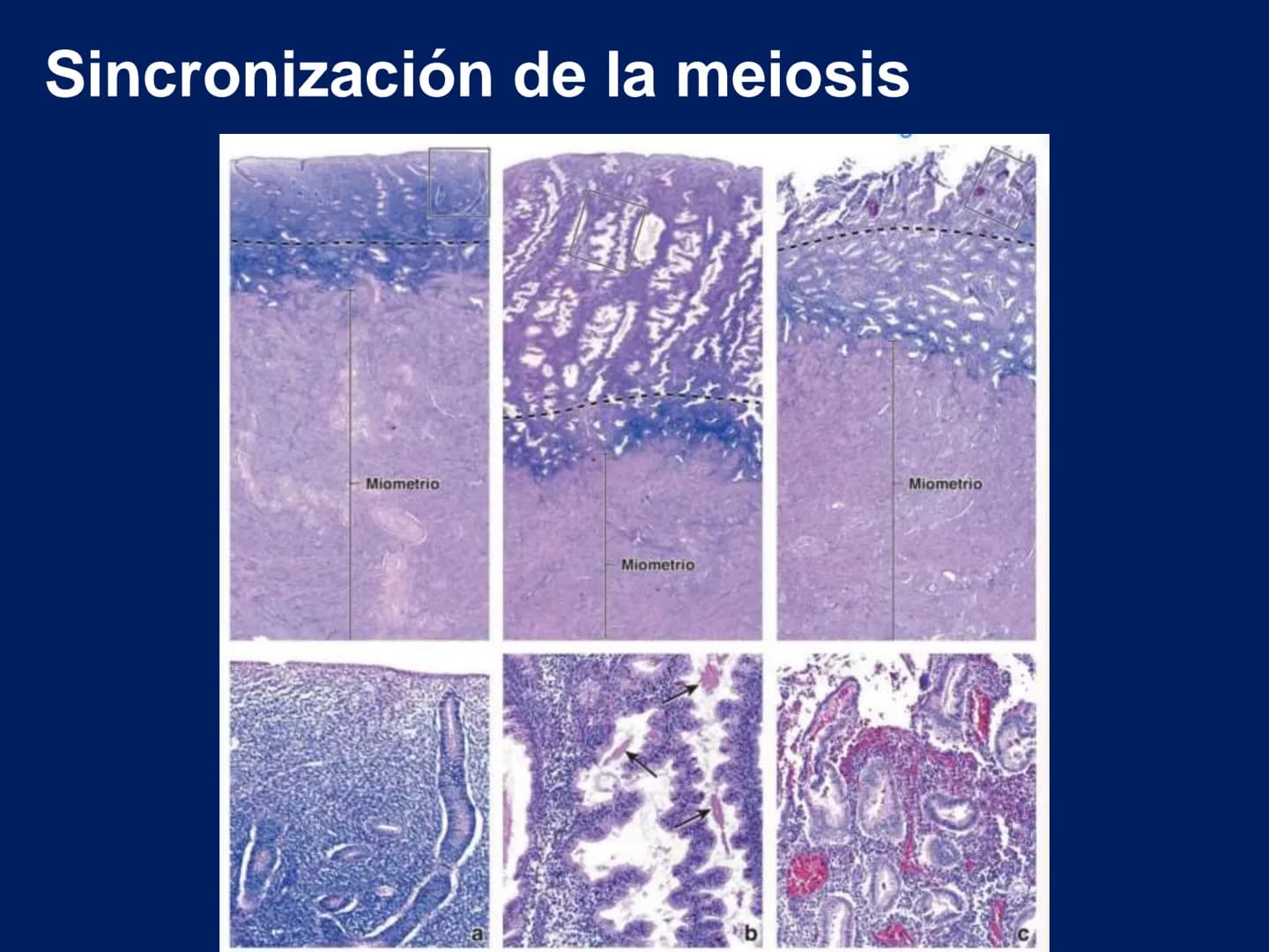 UNIVERSIDAD WESTHILL
VESTIGIA NULLA RETRORSUM
Embriología Humana I
Dr. Alejandro Farrera Hdz.
Desarrollo de
Placenta # Estructuras placent