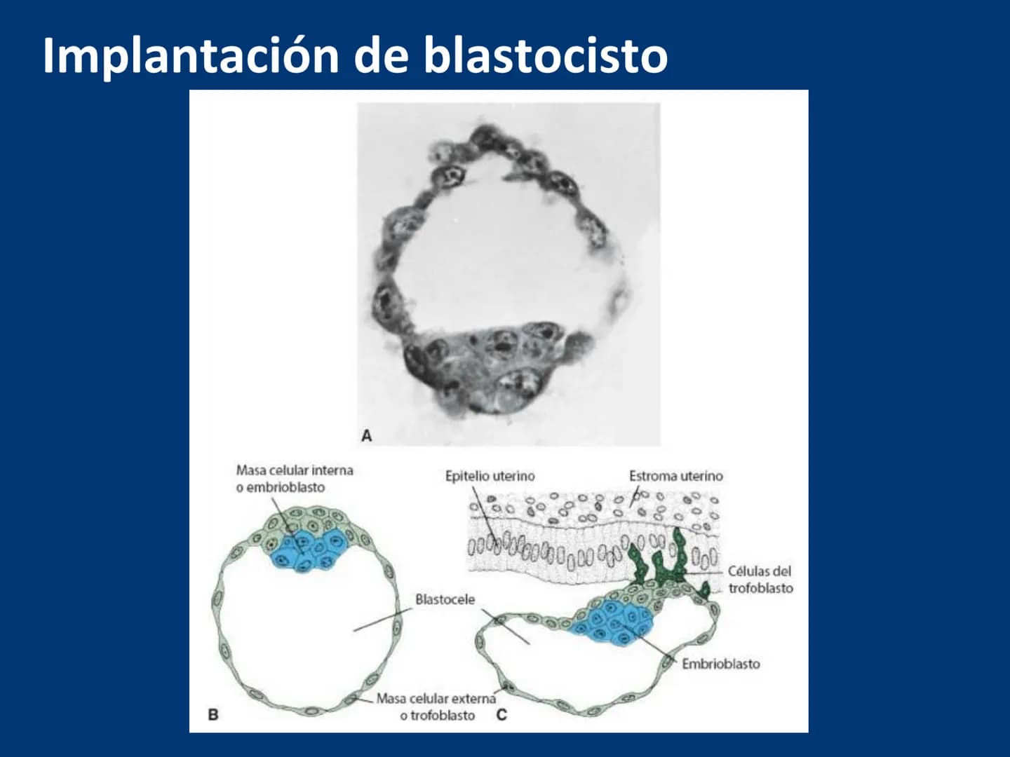 UNIVERSIDAD WESTHILL
VESTIGIA NULLA RETRORSUM
Embriología Humana I
Dr. Alejandro Farrera Hdz.
Desarrollo de
Placenta # Estructuras placent