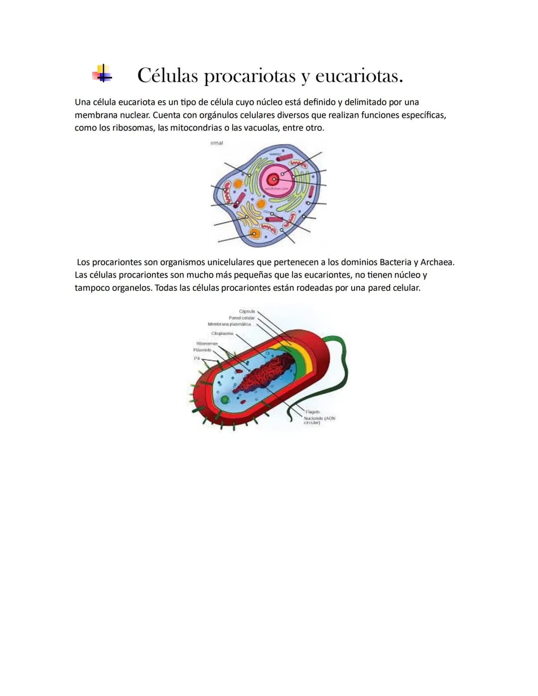 # Células procariotas y eucariotas.
Una célula eucariota es un tipo de célula cuyo núcleo está definido y delimitado por una
membrana nucle