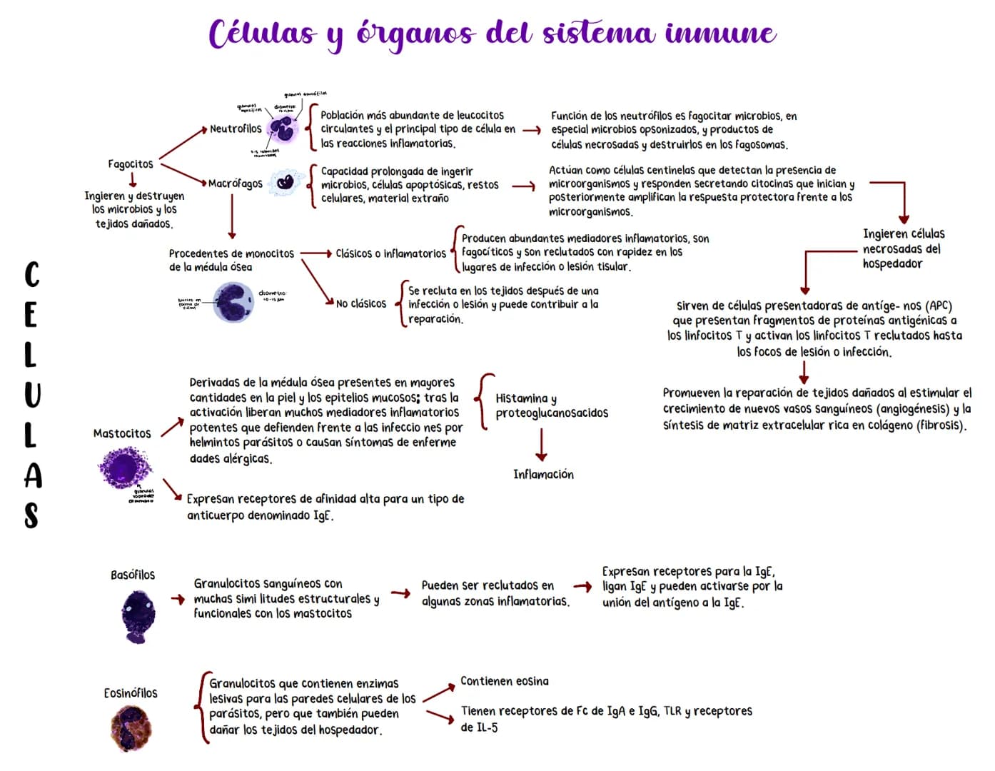 # Células y órganos del sistema inmune
Fagocitos
↓
Ingieren y destruyen
los microbios y los
tejidos dañados.
Neutrofilos
Población más ab