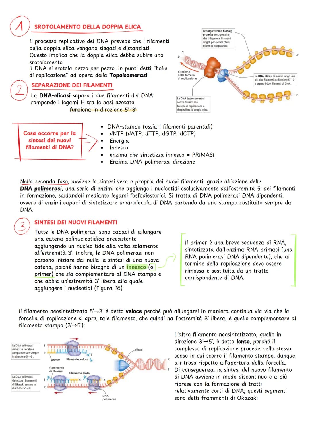 # Replicazione del dna
COMPOSIZIONE CHIMICA DEL DNA
II DNA è un polimero composto da nucleotidi.
Ogni nucleotide è formato da:
:
* una