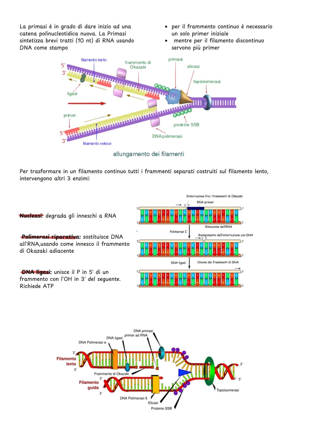 # Replicazione del dna
COMPOSIZIONE CHIMICA DEL DNA
II DNA è un polimero composto da nucleotidi.
Ogni nucleotide è formato da:
:
* una