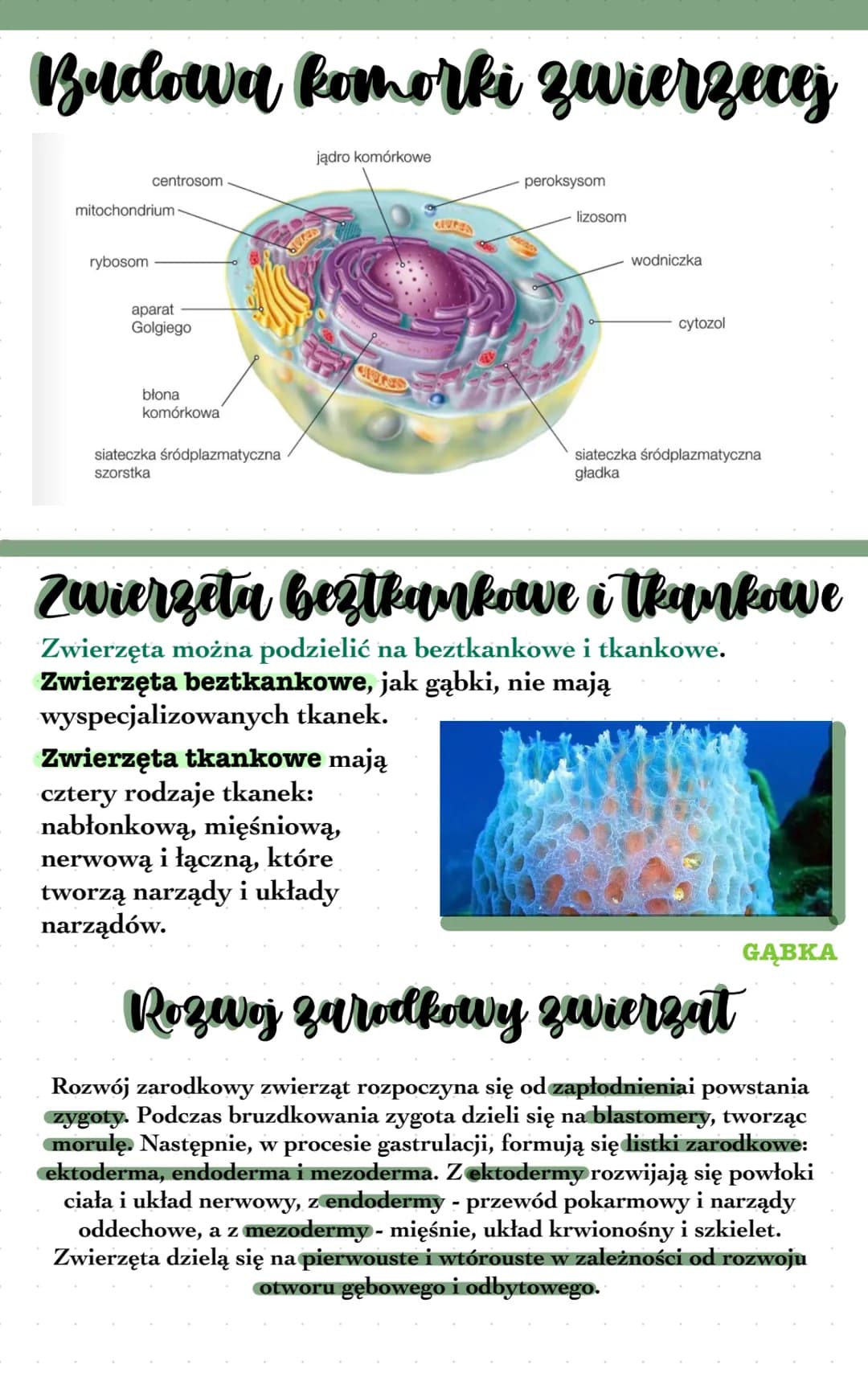 # Kryteria klasyfikacji zwierzał
• Do królestwa zwierząt należa organizmy wielokomórkowe, heterotroficzne ⚫
Zwierzęta zazwyczaj są
obdarz