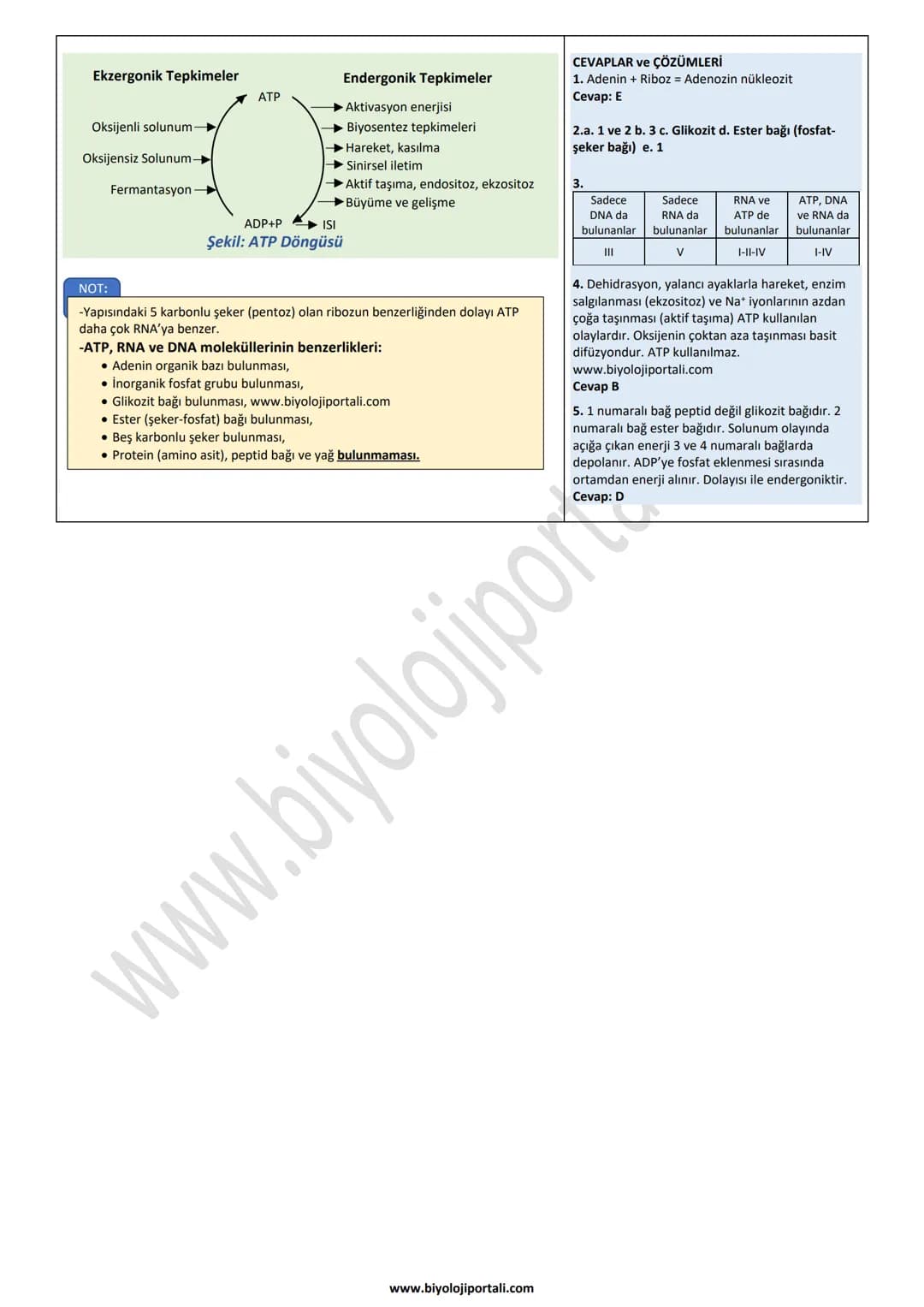 ENERJİNİN TEMEL MOLEKÜLÜ ATP (ADENOZİN TRİ FOSFAT) (CANLILARIN YAPISINDA BULUNAN ORGANİK
-Enerji taşıma işini yapan, nükleotid yapılı bir mo