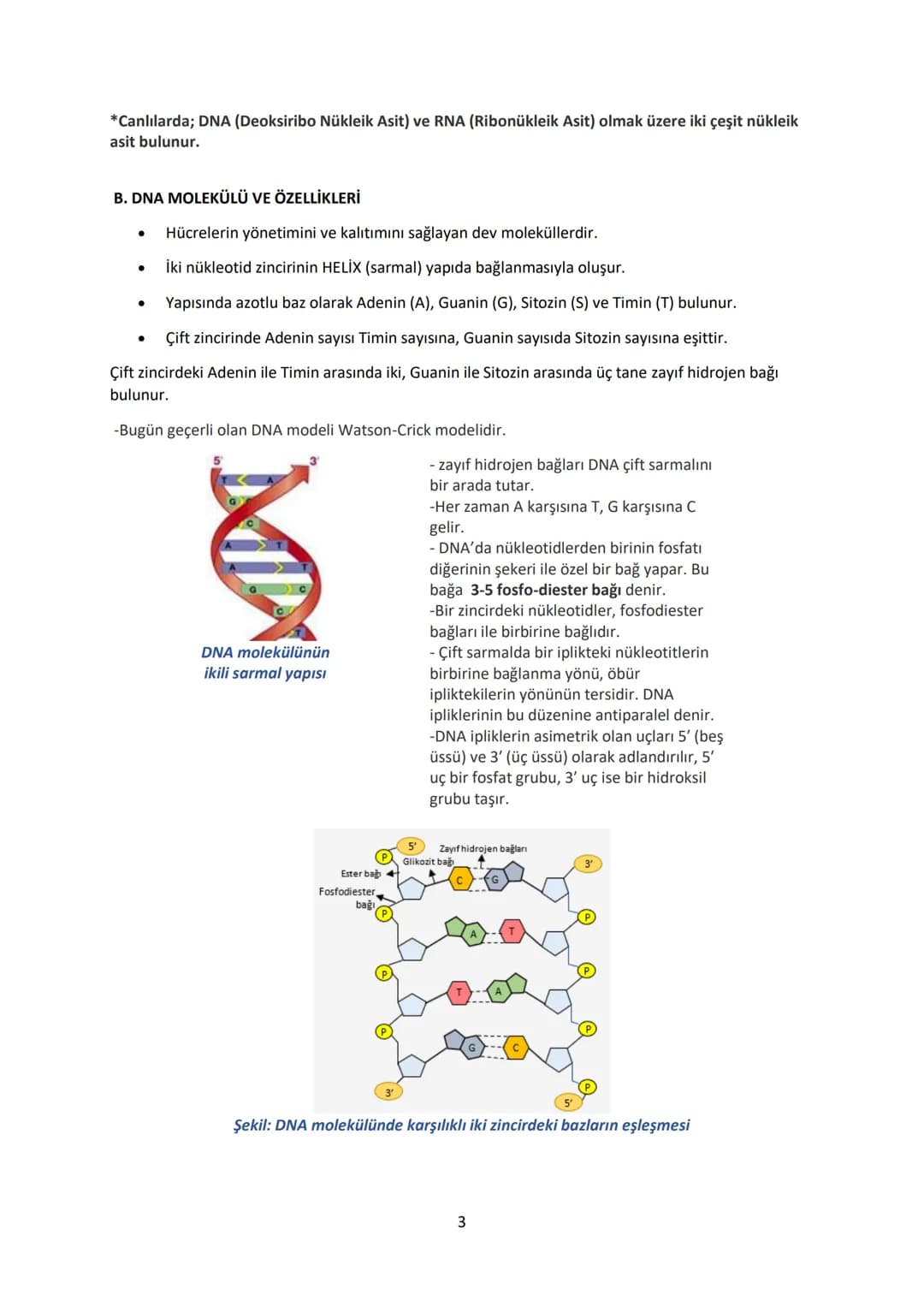 # 12.SINIF BİYOLOJİ DERS NOTU
# 1.ÜNİTE: GENDEN PROTEİNE
## Yönetici Moleküller ve Protein Sentezi
### YÖNETİCİ MOLEKÜLLER
DNA ve RNA ola