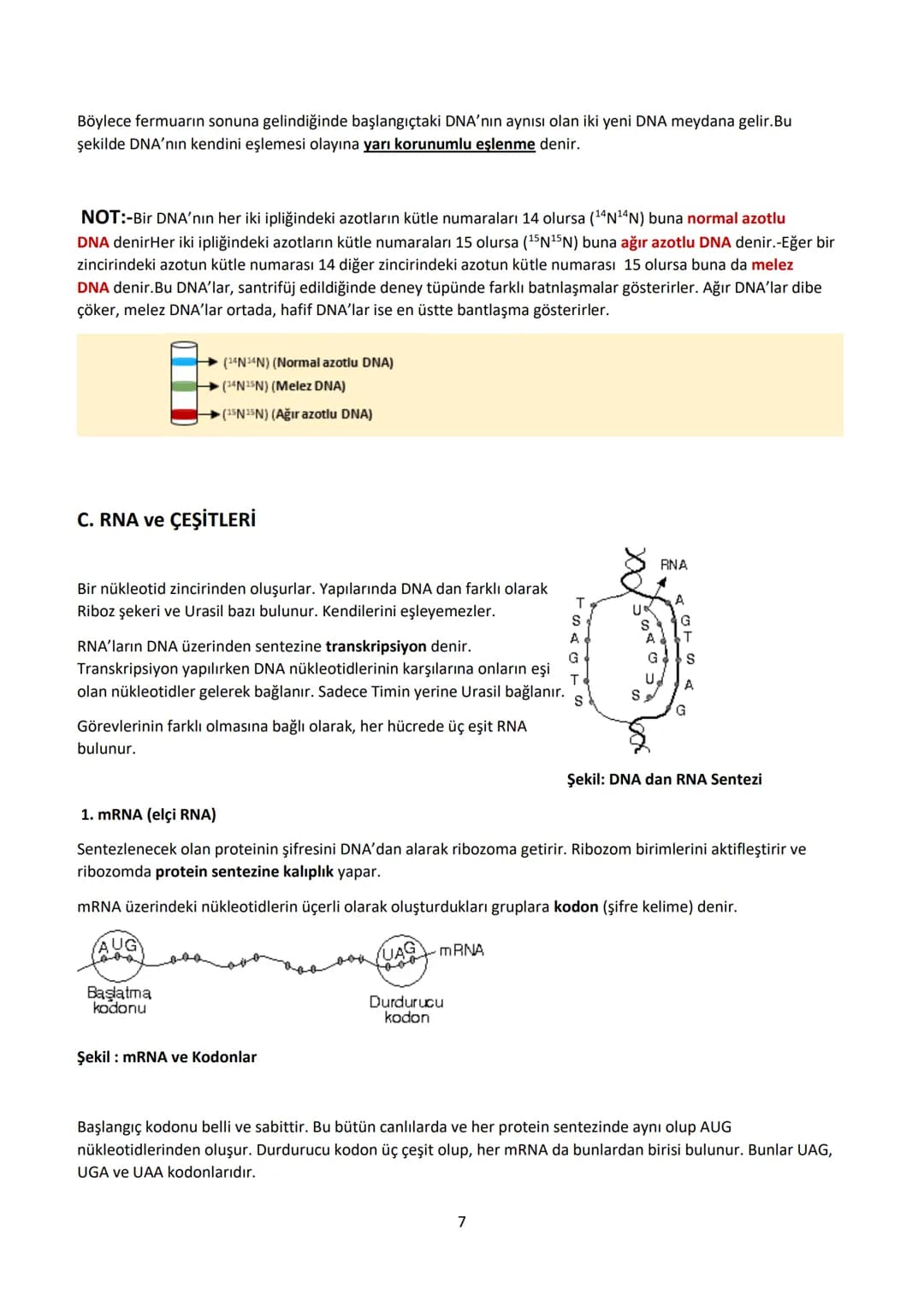 # 12.SINIF BİYOLOJİ DERS NOTU
# 1.ÜNİTE: GENDEN PROTEİNE
## Yönetici Moleküller ve Protein Sentezi
### YÖNETİCİ MOLEKÜLLER
DNA ve RNA ola