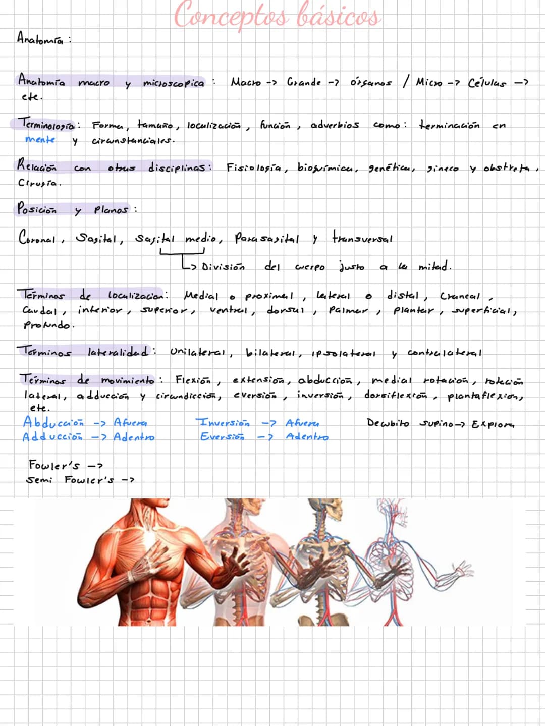 Conceptos básicos
Anatomía:
Anatomía macro y microscopica: Macro Grande -7 órganos / Micro-> Células -> etc.
Terminología: Forma, tamaño,