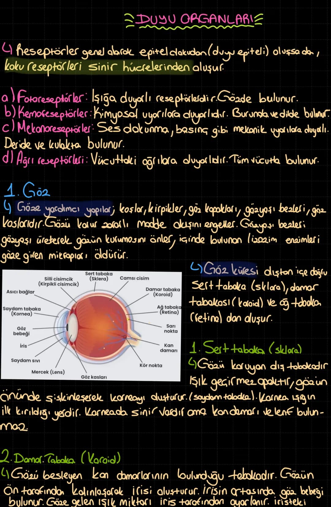 DUYU ORGANLARI
Reseptörler genel alarak epitel dakudan (duyu epiteli) oluşsaden,
koku reseptörleri sinir hücrelerinden aluşur.
a) Fotorese