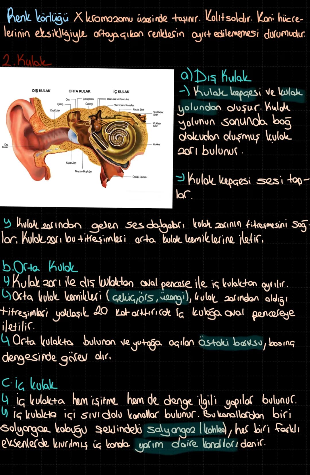 DUYU ORGANLARI
Reseptörler genel alarak epitel dakudan (duyu epiteli) oluşsaden,
koku reseptörleri sinir hücrelerinden aluşur.
a) Fotorese