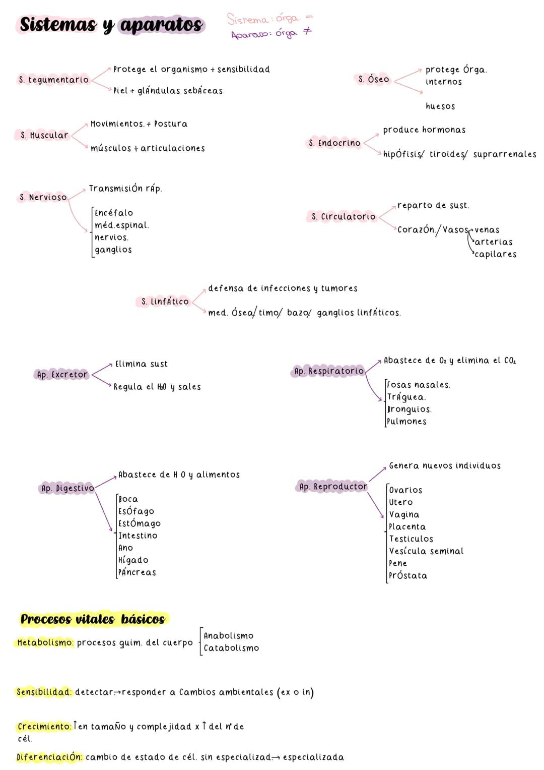 # Tejido muscular
→cel. alargadas fibras contráctiles.
Células:
Lisas (comunes y específicas).
estriadas (esqueleticas y cardiacas).
An