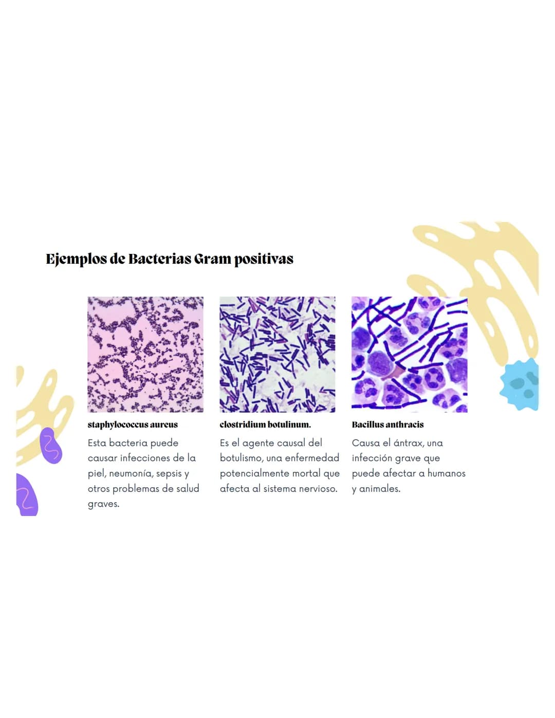EQUIPO 2
Anatomia bacteriana mmm
Contenidos.
1. Anatomía Bacteriana y de hongos
2. Clasificación por pared celular
3. Tinción de Gram.
4.