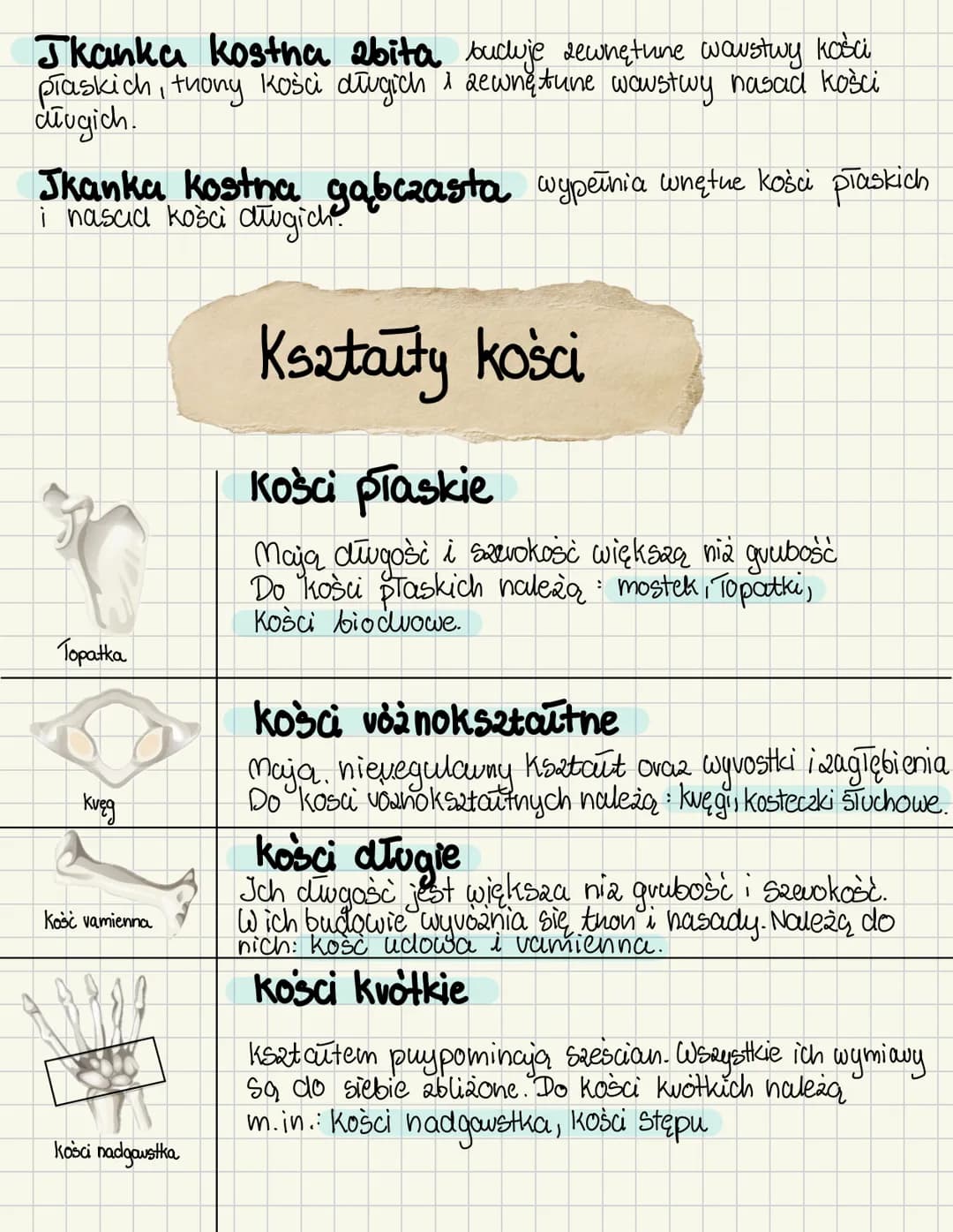 # UKŁAD RUCHU
Ruch u zwierząt
| Ruch neskowy | Ruch mięśniowy |
| ----------- | ----------- |
| • vuch nesek i wici | • skurcze Komovek n