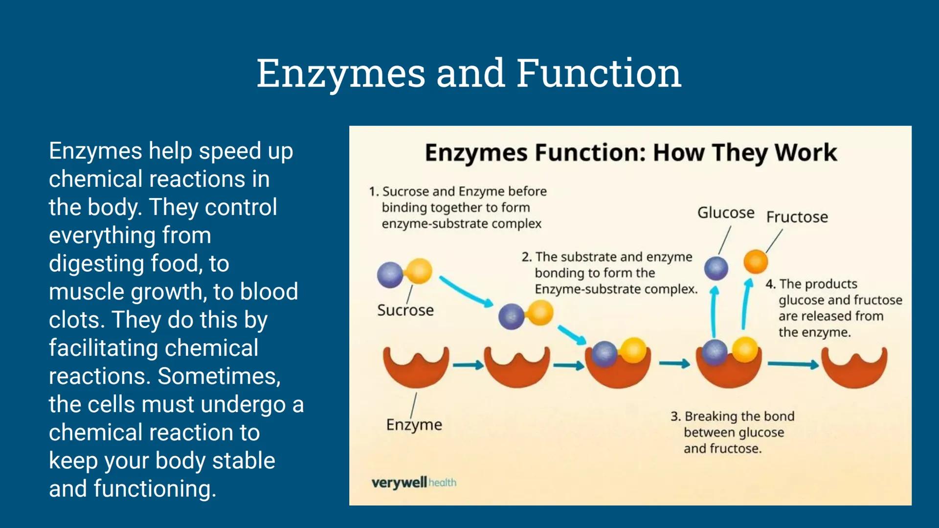 # Benchmark Review
Benchmark 12/18/24 Unit 1: Biomolecules
Understandings & Questions
The function of biomolecules, including carbohydrate
