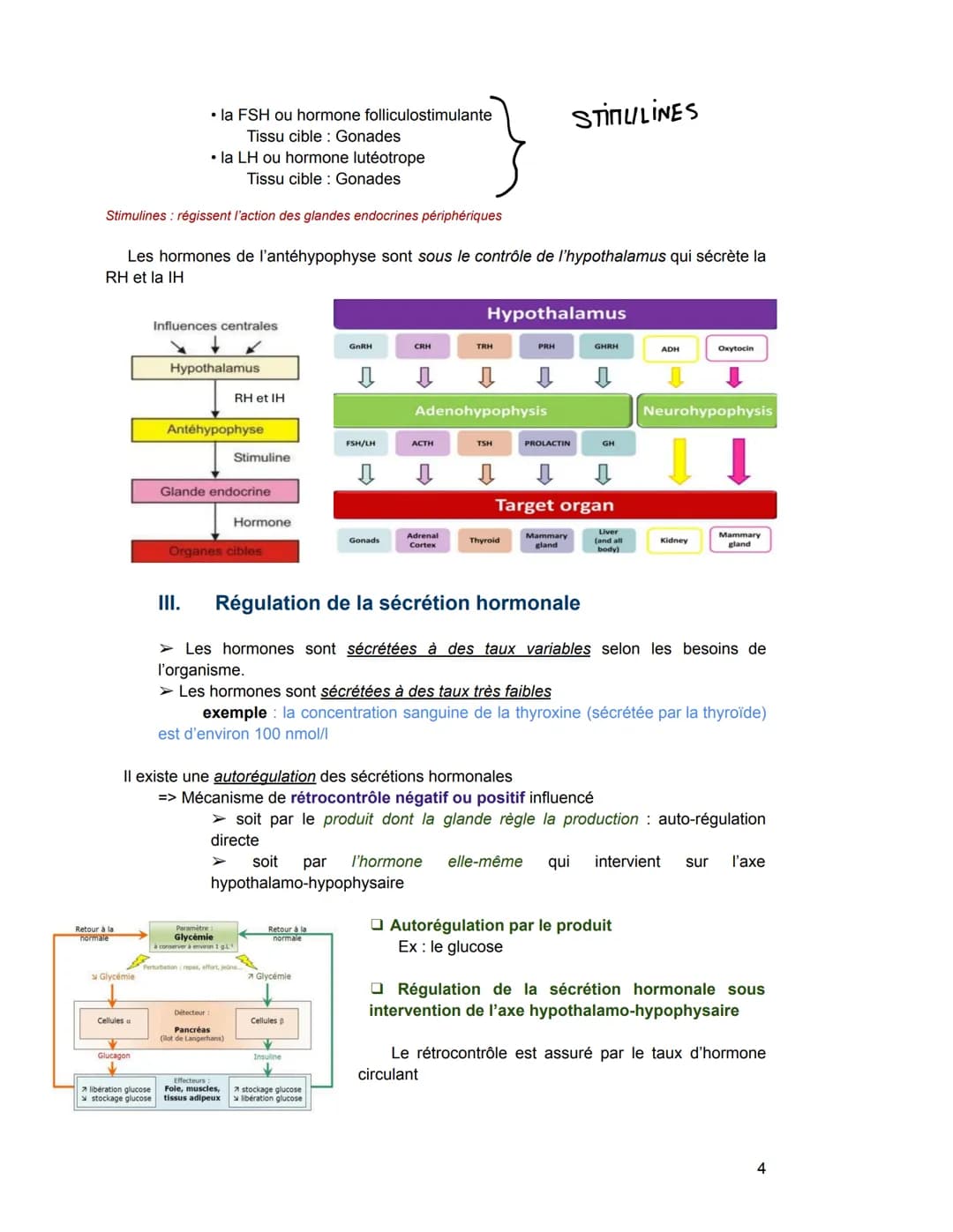 - Hormones stéroïdiennes (Leur précurseur = le cholestérol)
Exemple: hormones produites par le cortex surrénalien, hormones sexuelles
Sécré