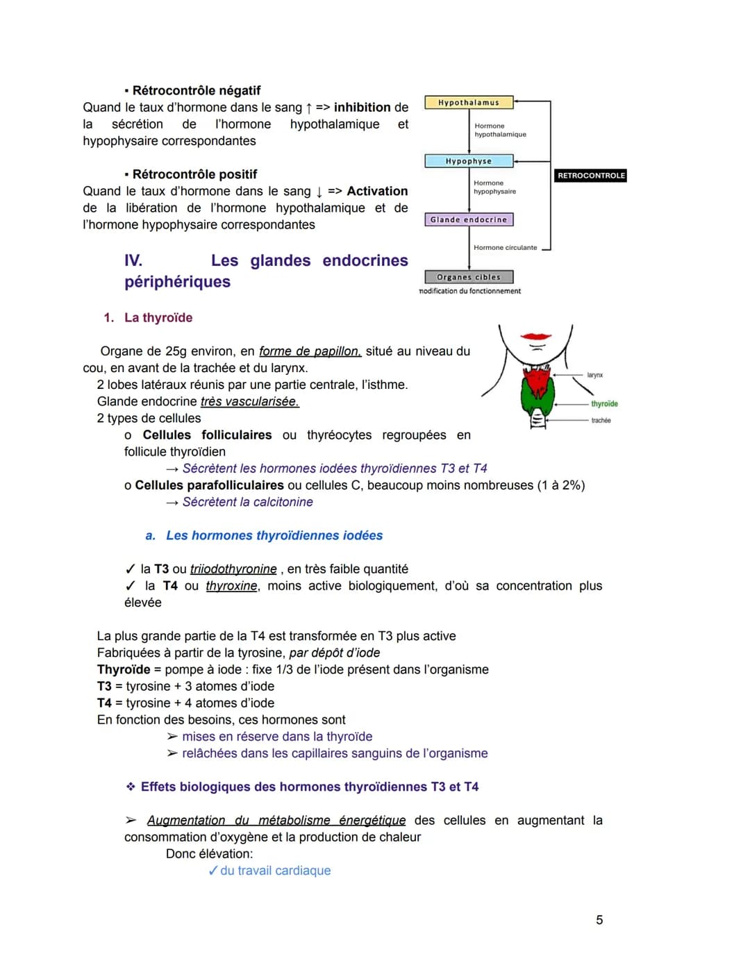 - Hormones stéroïdiennes (Leur précurseur = le cholestérol)
Exemple: hormones produites par le cortex surrénalien, hormones sexuelles
Sécré