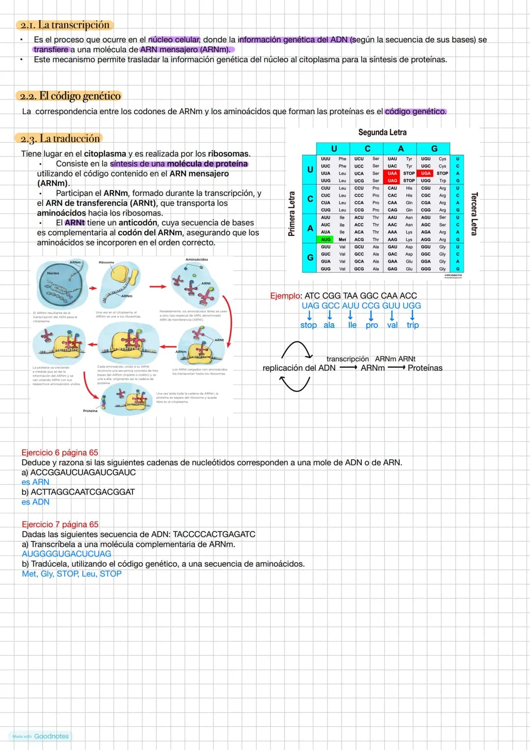 # Tema 2. La información genética
Estructura de un nucleótido
Grupo
fostato
Base
nitrogenada
Azúcar ribosa
o desoxirriposa
Los cromosom