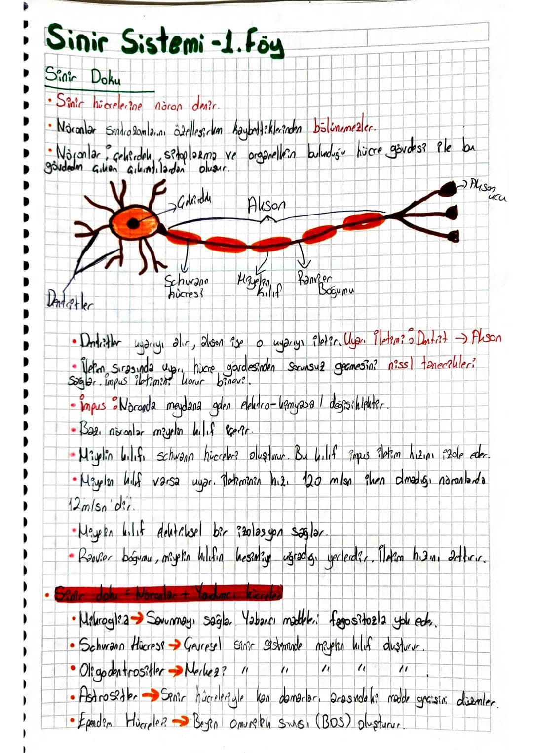 # Sinir Sistemi-1. Föy
Sinir Doku
•Sinir hücrelerine nöron denir.
• Noxanlar sındıazamlarını özelles, cum kaybettiklerinden bölünemezler.