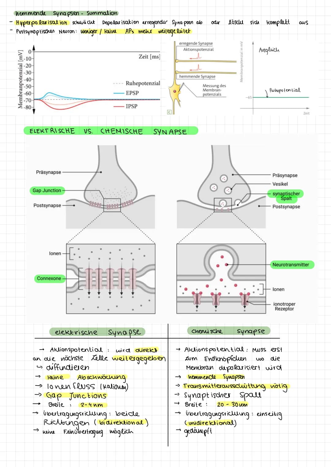# NEUROBIOLOGIE -
LERNZETTEL
① Aufbau von Neuronen
→ Neuronales Netzwerk aus 2 zellen: $\begin{cases}sensori sches Neuron empfängt signale