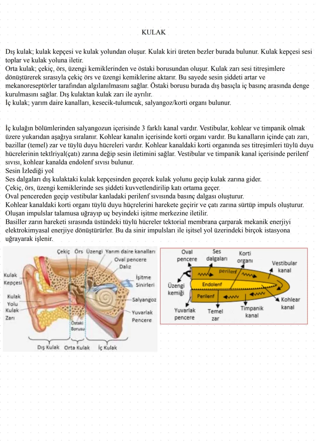 # KULAK
Dış kulak; kulak kepçesi ve kulak yolundan oluşur. Kulak kiri üreten bezler burada bulunur. Kulak kepçesi sesi
toplar ve kulak yolu