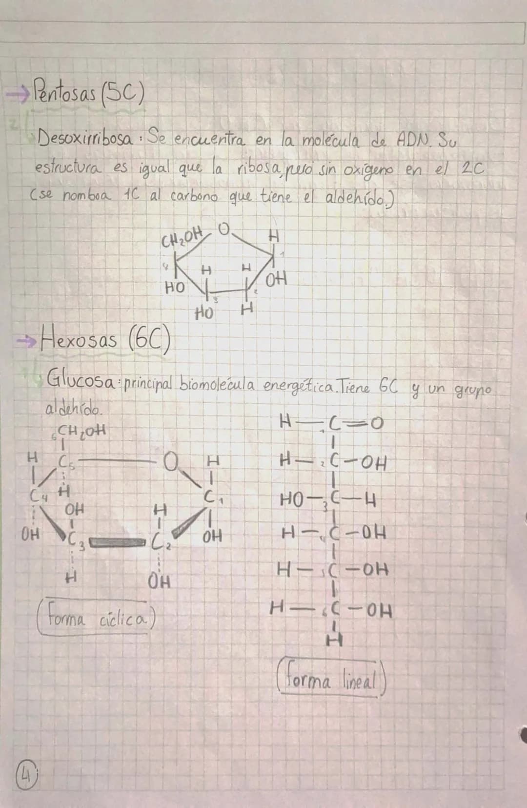 •
•
•
# BIOMOLÉCULAS ORGÁNICAS
•Formadas por Carbono, Hidrógeno, Oxígeno y Mitrógeno.
• Su estructura puede ser simple o compuesta,
dependie