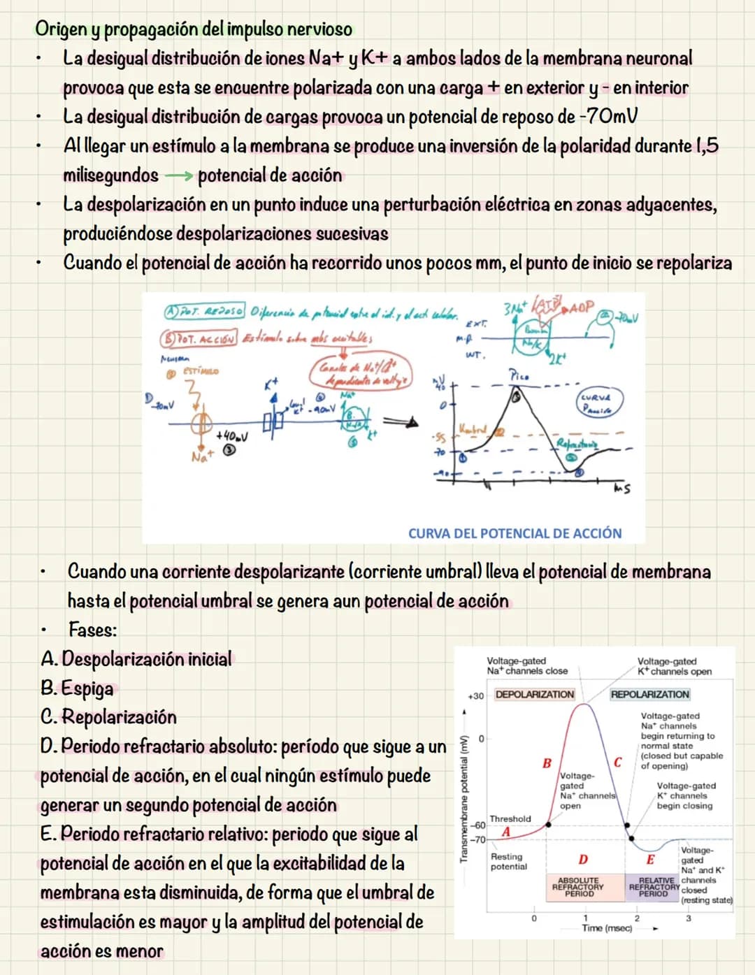 # TEMA 10
COMUNICACIÓN INTRACELULAR
SISTEMA NERVIOSO El sistema nervioso no es una red continua sino que está formado por células individu