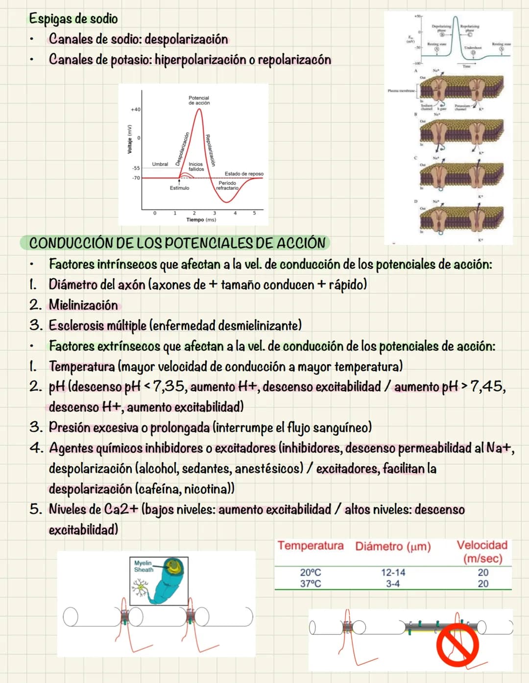 # TEMA 10
COMUNICACIÓN INTRACELULAR
SISTEMA NERVIOSO El sistema nervioso no es una red continua sino que está formado por células individu