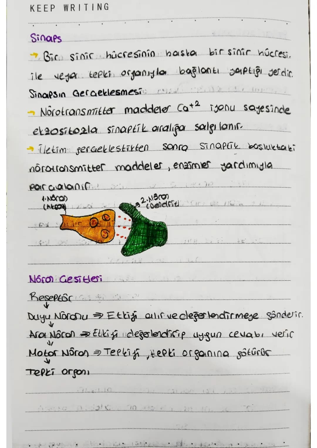 KEEP WRITING
Sinaps
Biro sinir hücresinin başka bir sinir hücresi.
ile veya tepki organıyla bağlantı yaptığı jerdir.
Sinapsın Gerçeklesmesi