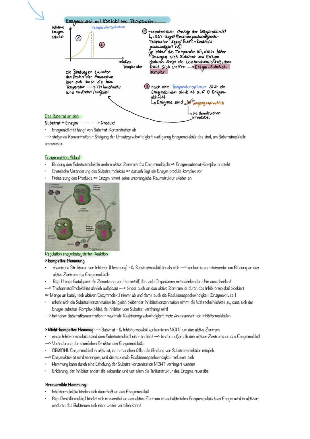 # Enzymatik
Zusammenhang aufbauend und abbauender Stoffwechsel
* kleinste Einheit von Enzymen sind Aminosäuren
* Enzyme weisen Eigensc