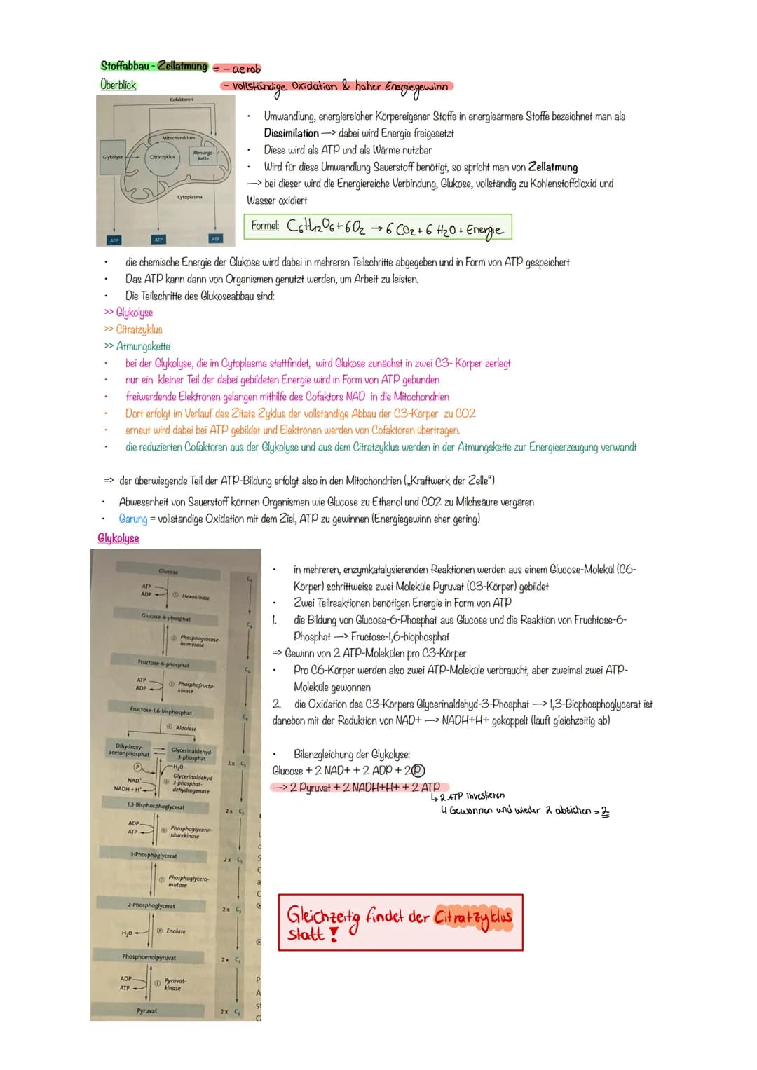 # Enzymatik
Zusammenhang aufbauend und abbauender Stoffwechsel
* kleinste Einheit von Enzymen sind Aminosäuren
* Enzyme weisen Eigensc