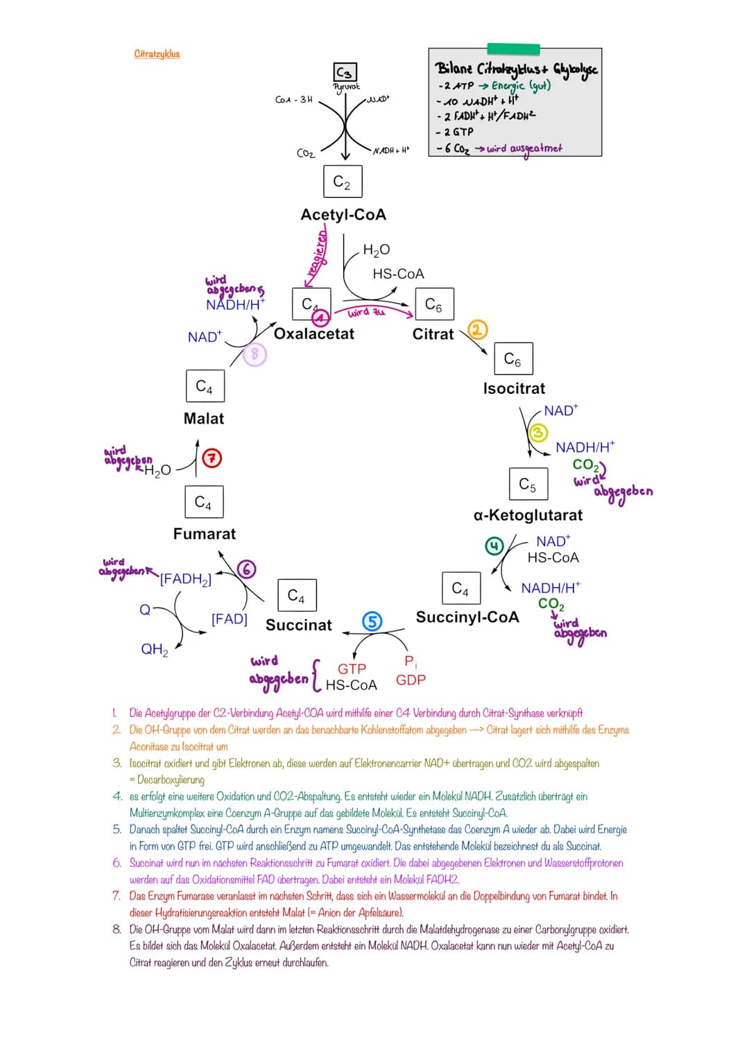 # Enzymatik
Zusammenhang aufbauend und abbauender Stoffwechsel
* kleinste Einheit von Enzymen sind Aminosäuren
* Enzyme weisen Eigensc
