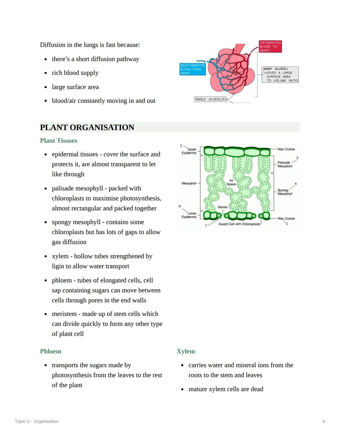 Topic 2 - Organisation
PRINCIPLES OF ORGANISATION
- cells are the basic building blocks of all living organisms
- a tissue is a group of ce