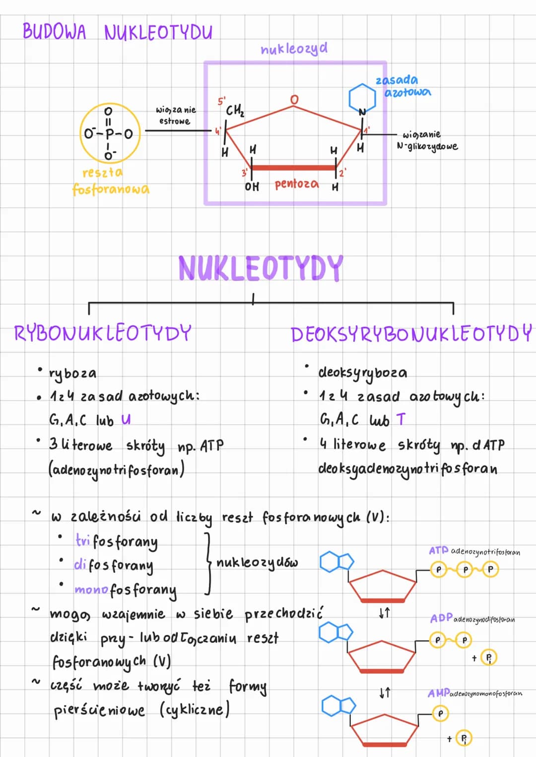 # NUKLEOTDY I
# KWASY NUKLEINOWE
NUKLEOTYDY:
~
2 węgla C, wodoru H, Henu O, azotu Ni fosforu P
~
2
każdy zbudowany 2:
* pięciowęglowego c
