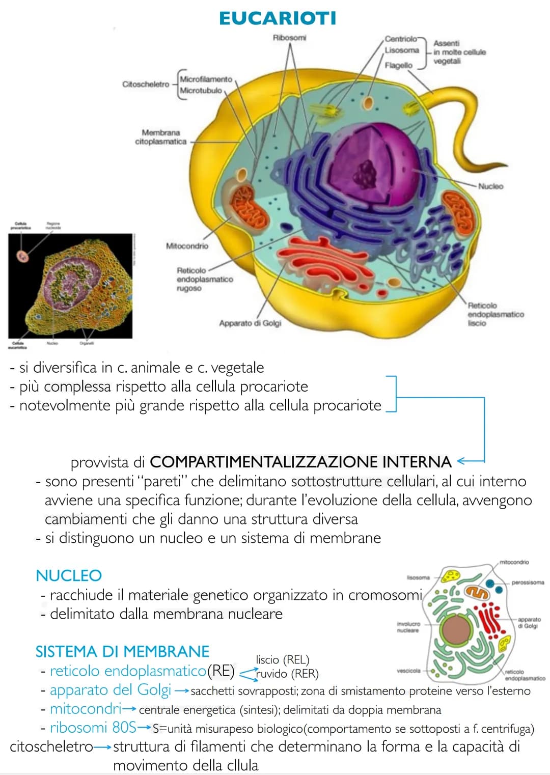 # Biologia e fondamenti
di genetica
LE CARATTERISTICHE FONDAMENTALI DEGLI
ORGANISMI VIVENTI
gli esseri viventi sono accomunati dal consegu