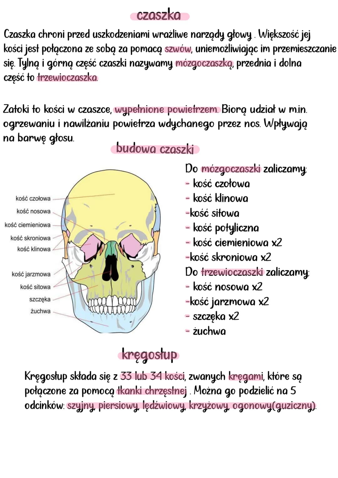 # aparat RUCHU
Układy mięśniowy i szkieletowy, tworzą układ ruchu. Układ szkieletowy
stanowi bierną część, a układ mięśniowy czynną część.